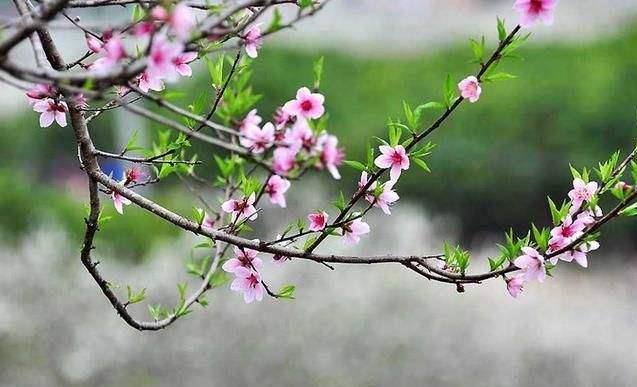 重庆市成人高考参加考试后几月份入学?